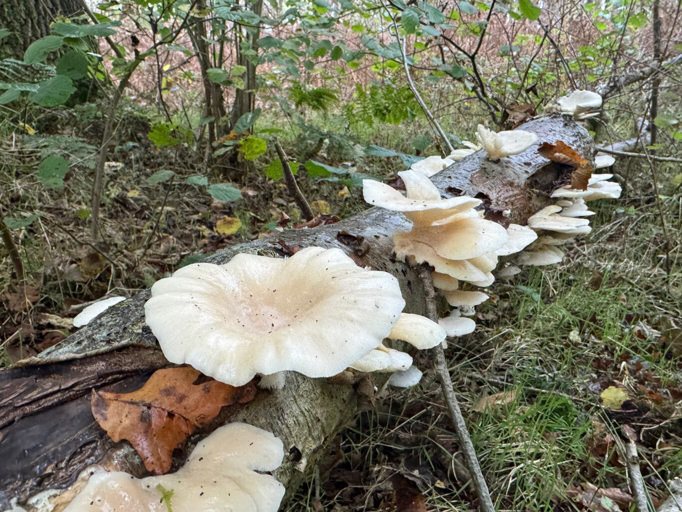 Roosteren - Sittard station · Pelgrimspad etappe 21