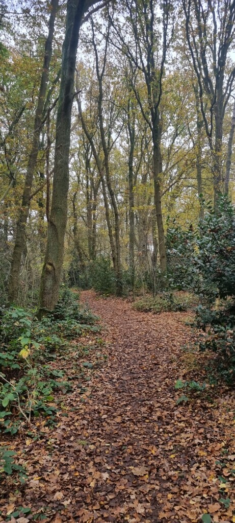 Wandelroute Odoornerdennen