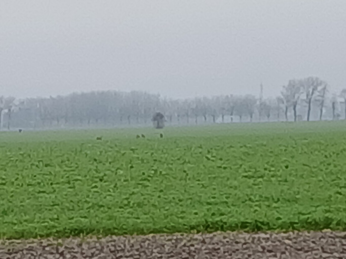 Zeerijp - Appingedam · Groninger Borgenpad etappe 12