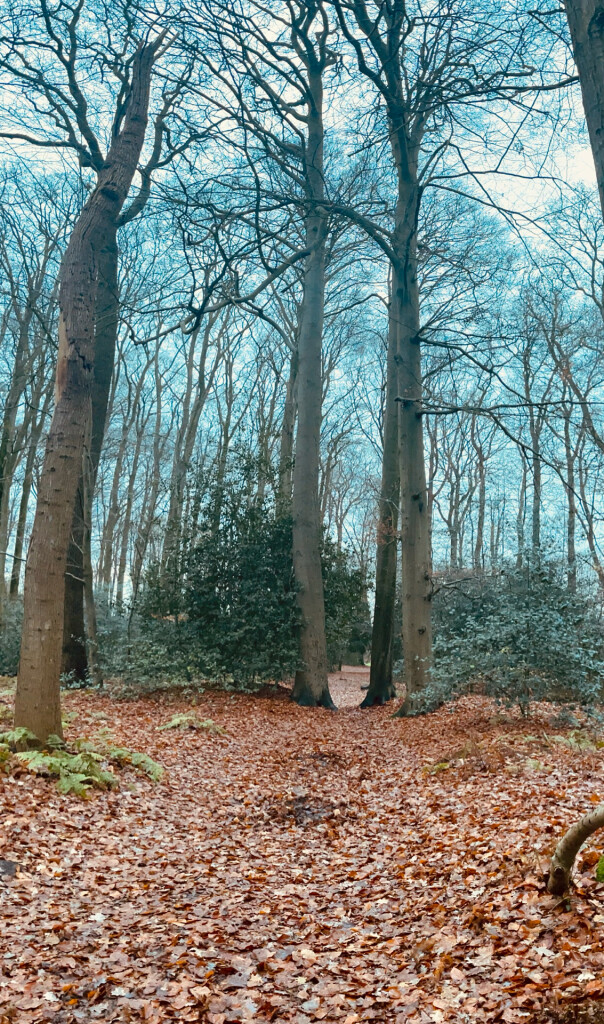 Parkbosroute landgoed De Braak (Drenthe)
