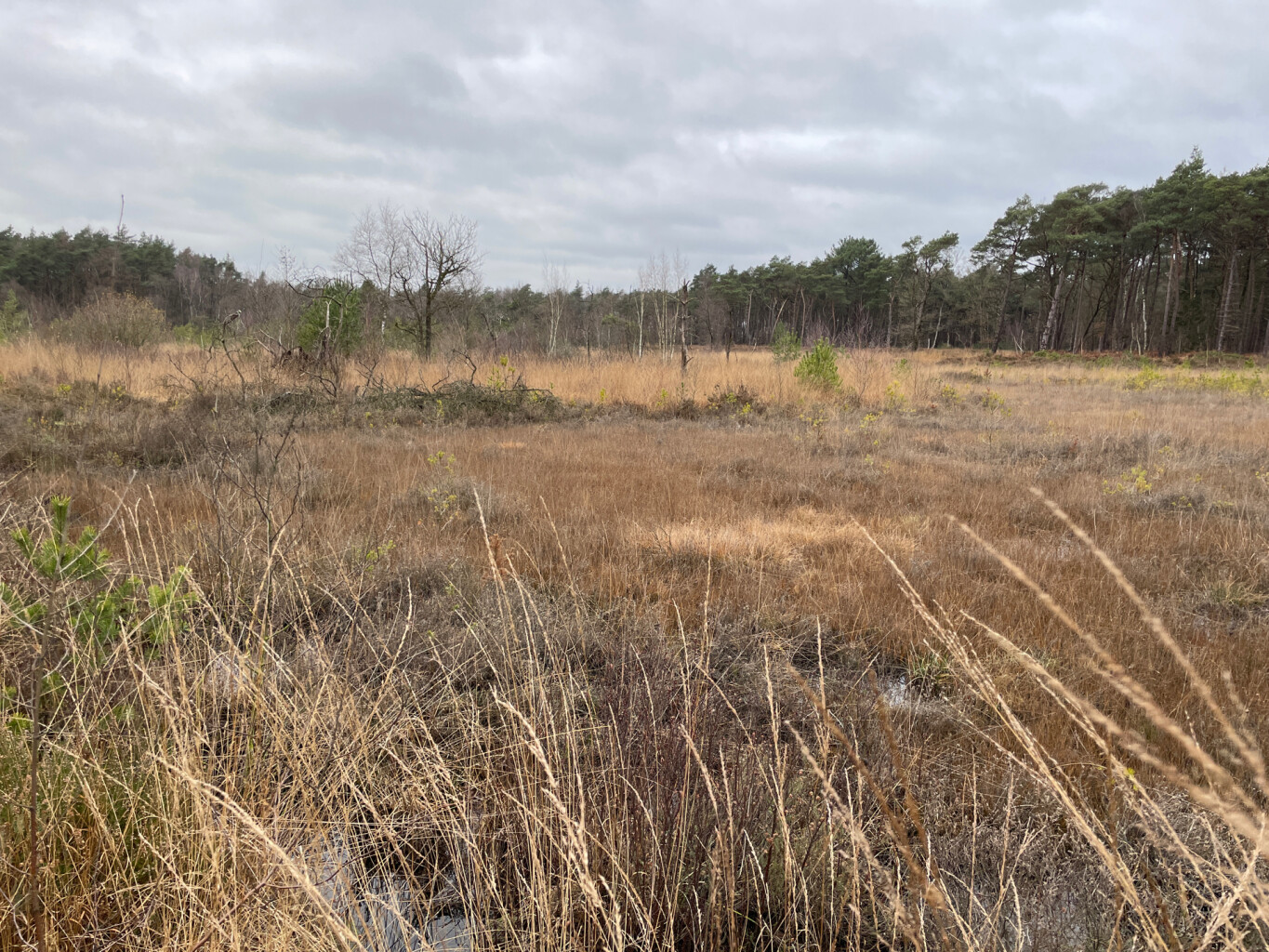 Wandelroute Belversven, bij Oisterwijk