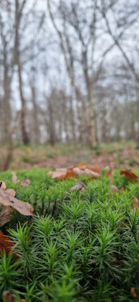 Braakhekke Bultenpad Harfsen