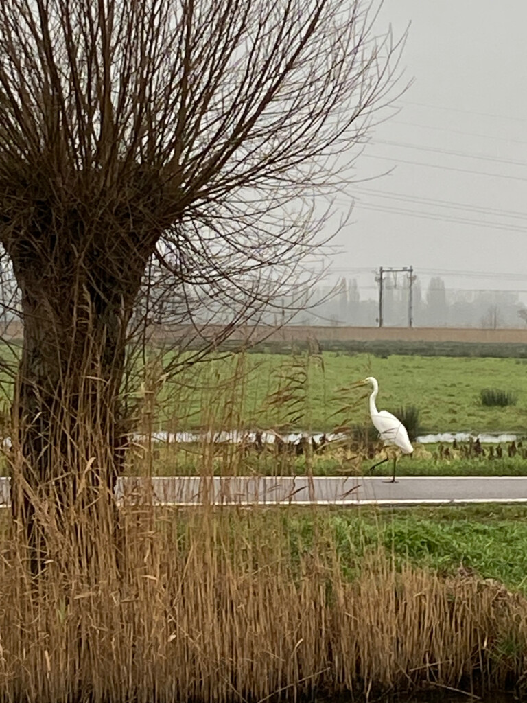 Erfgoedroute Polder Noord-Kethel in het broedseizoen (1 mrt tot 1 juli), Rotterdams platteland