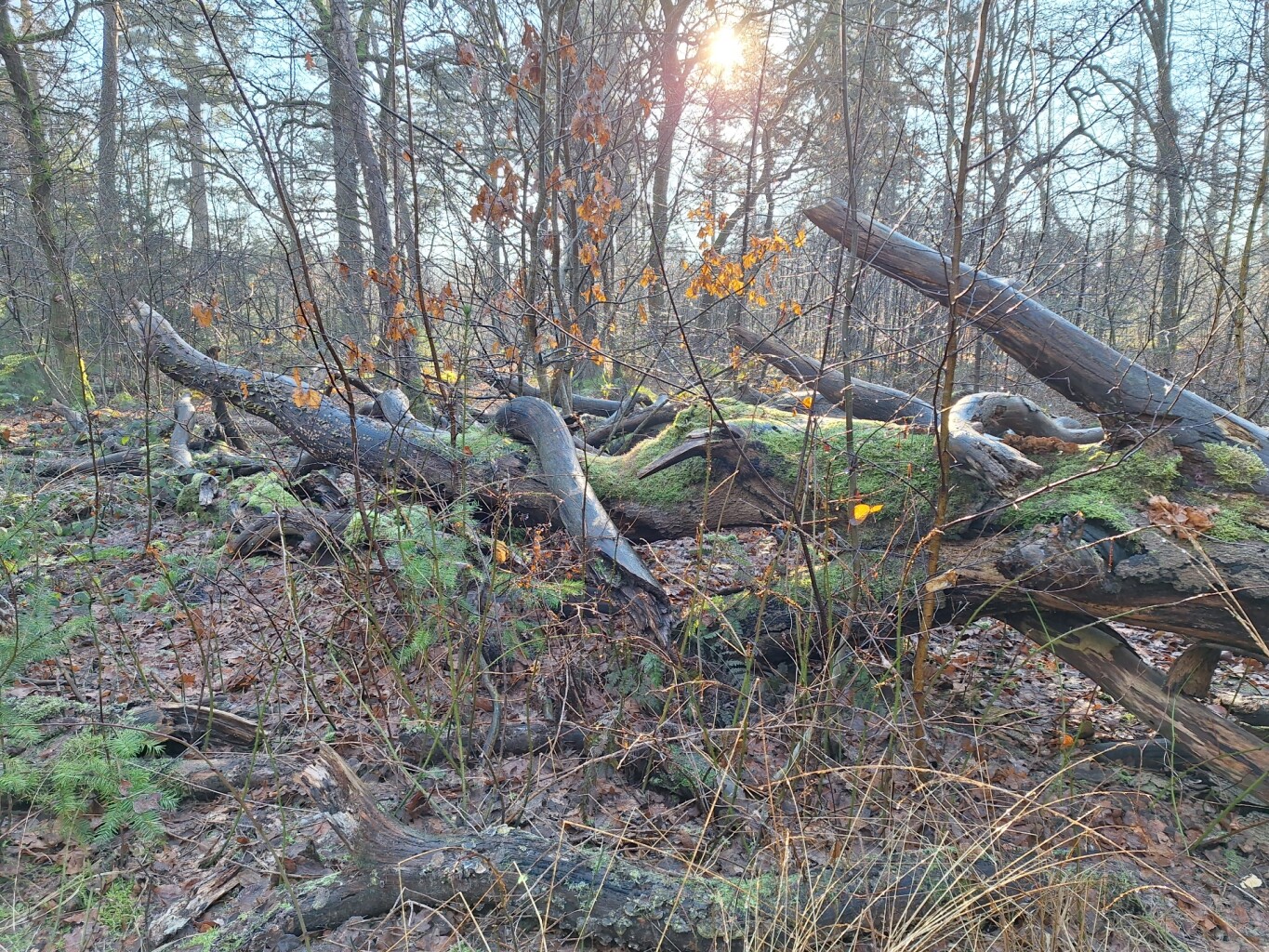 Wandelroute langs de Kasteeltuin