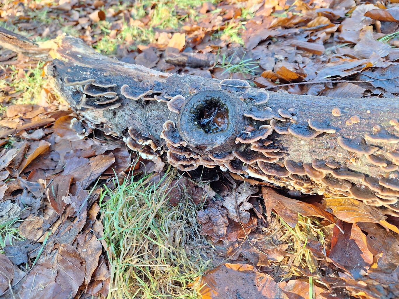 Wandelroute langs de Kasteeltuin