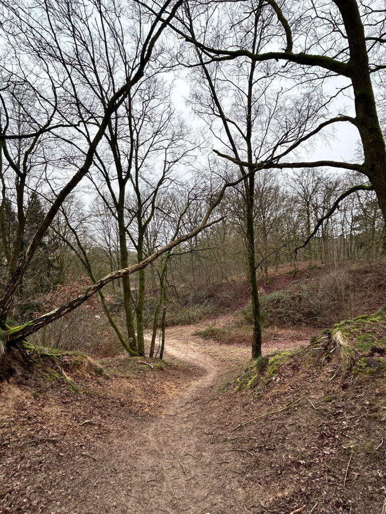 20250116 Beegderheide