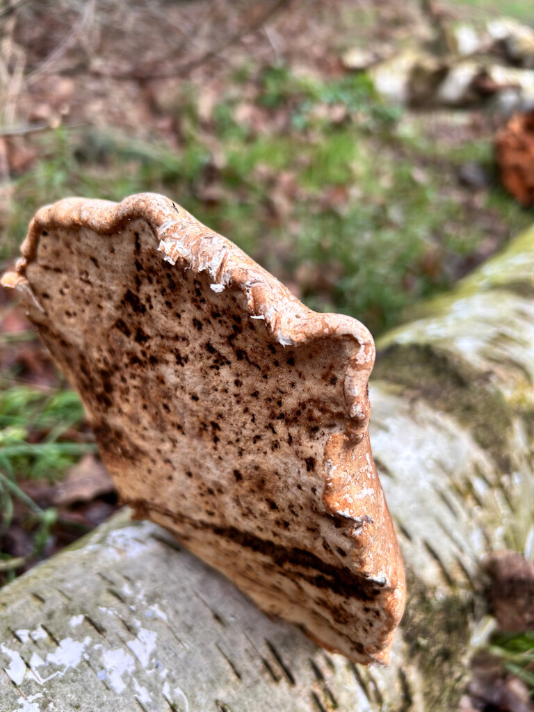 20250116 Beegderheide