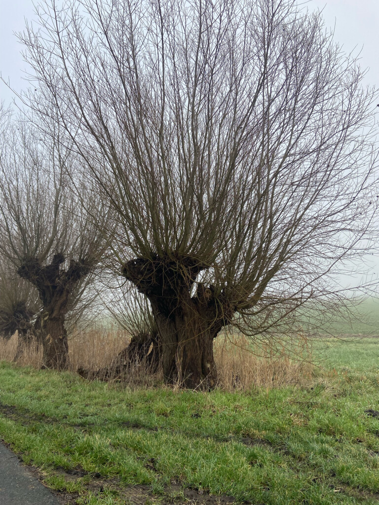 Halfweg - Krommenie · Waterliniepad etappe 2