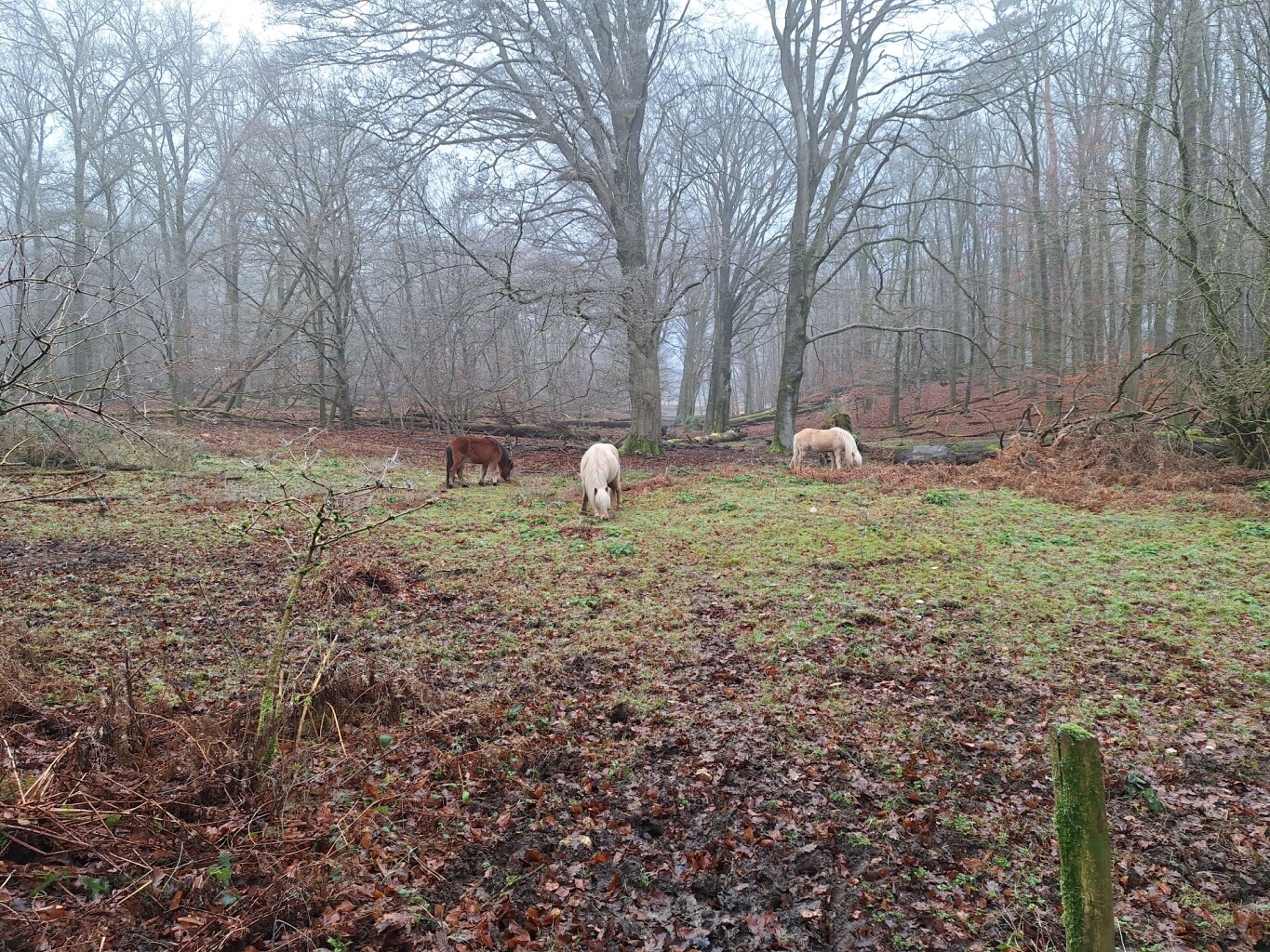 Wandelroute Heuven Beekhuizen Veluwezoom