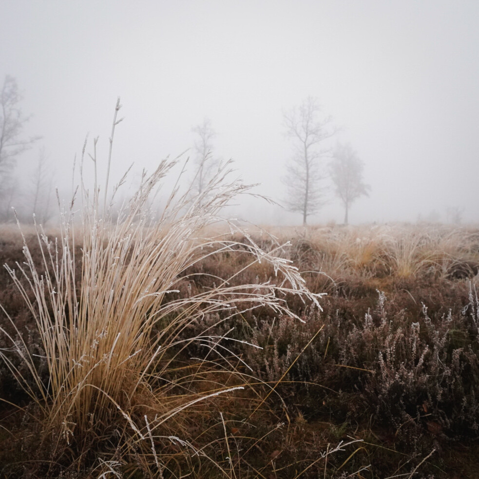 Boswachterspad Ballooërveld