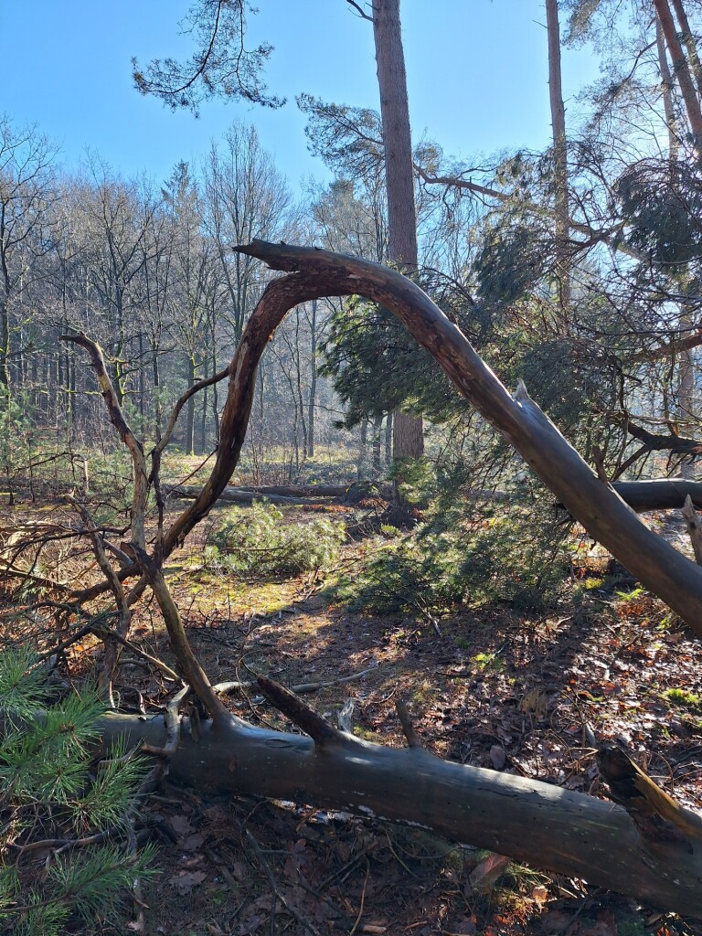Wandelroute Hoogtepunten Kaapse Bossen - Doorn