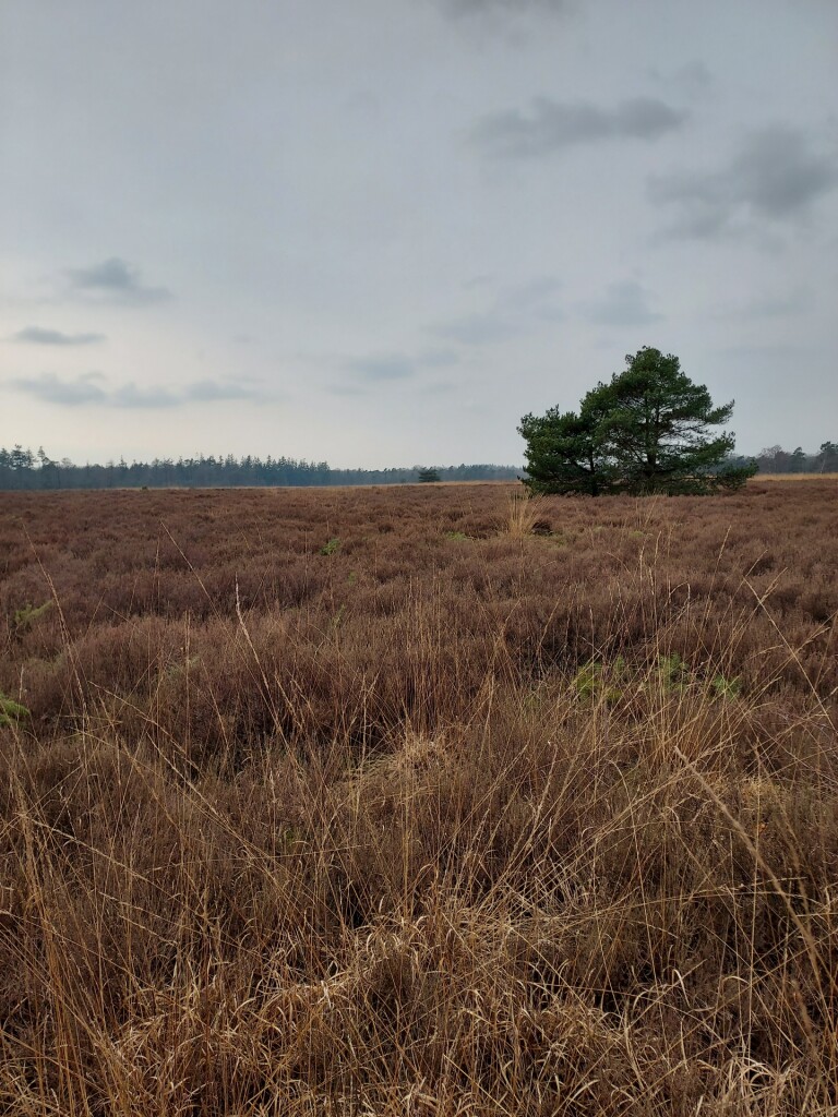 Wandelroute Noorderheide