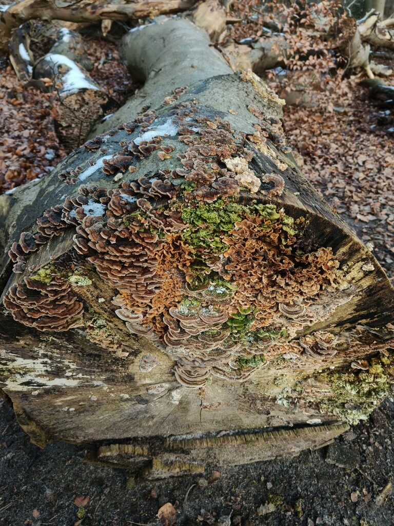Wandelroute Nationaal Park Drents-Friese Wold, Diever