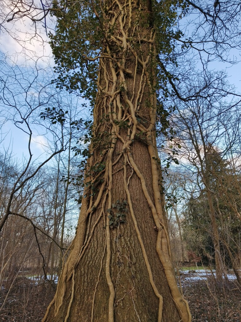 Wandelroute Nationaal Park Drents-Friese Wold, Diever