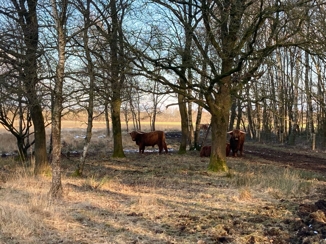 Nieuwe Balinge - Westerbork · Drenthepad etappe 17