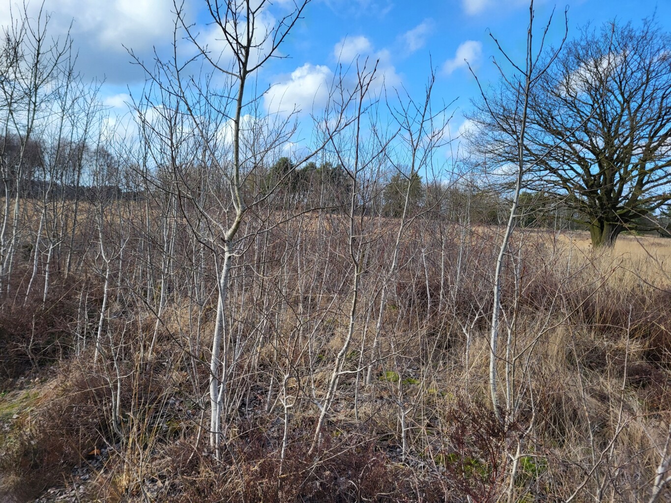 Enschede  - Haaksbergen, Buurserstraat · Noaberpad etappe 14