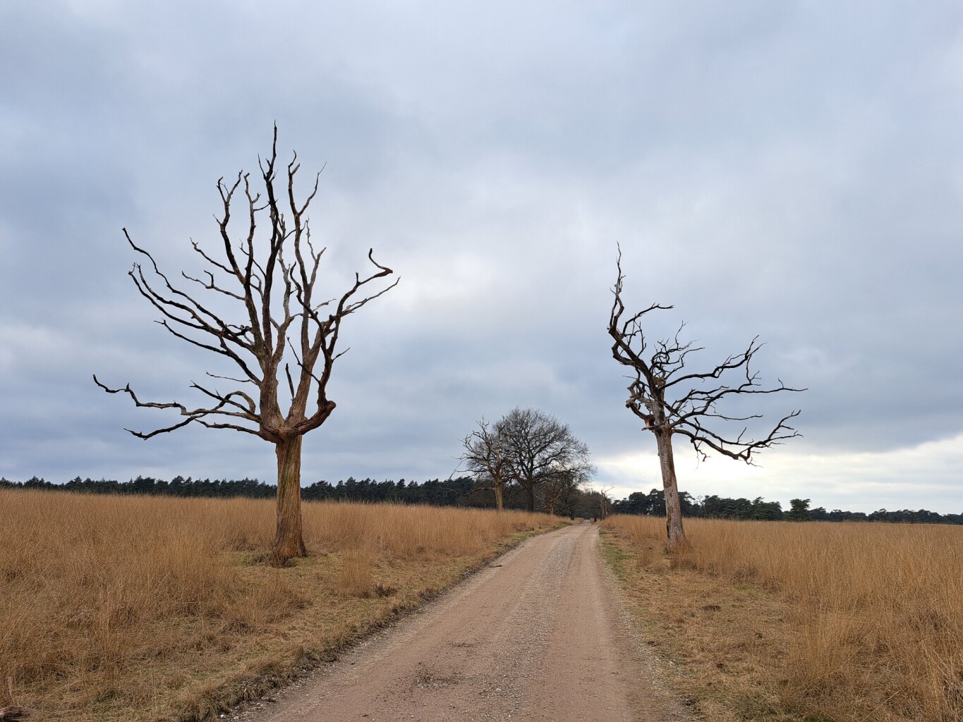 Wandelroute Deelerwoud, Veluwe