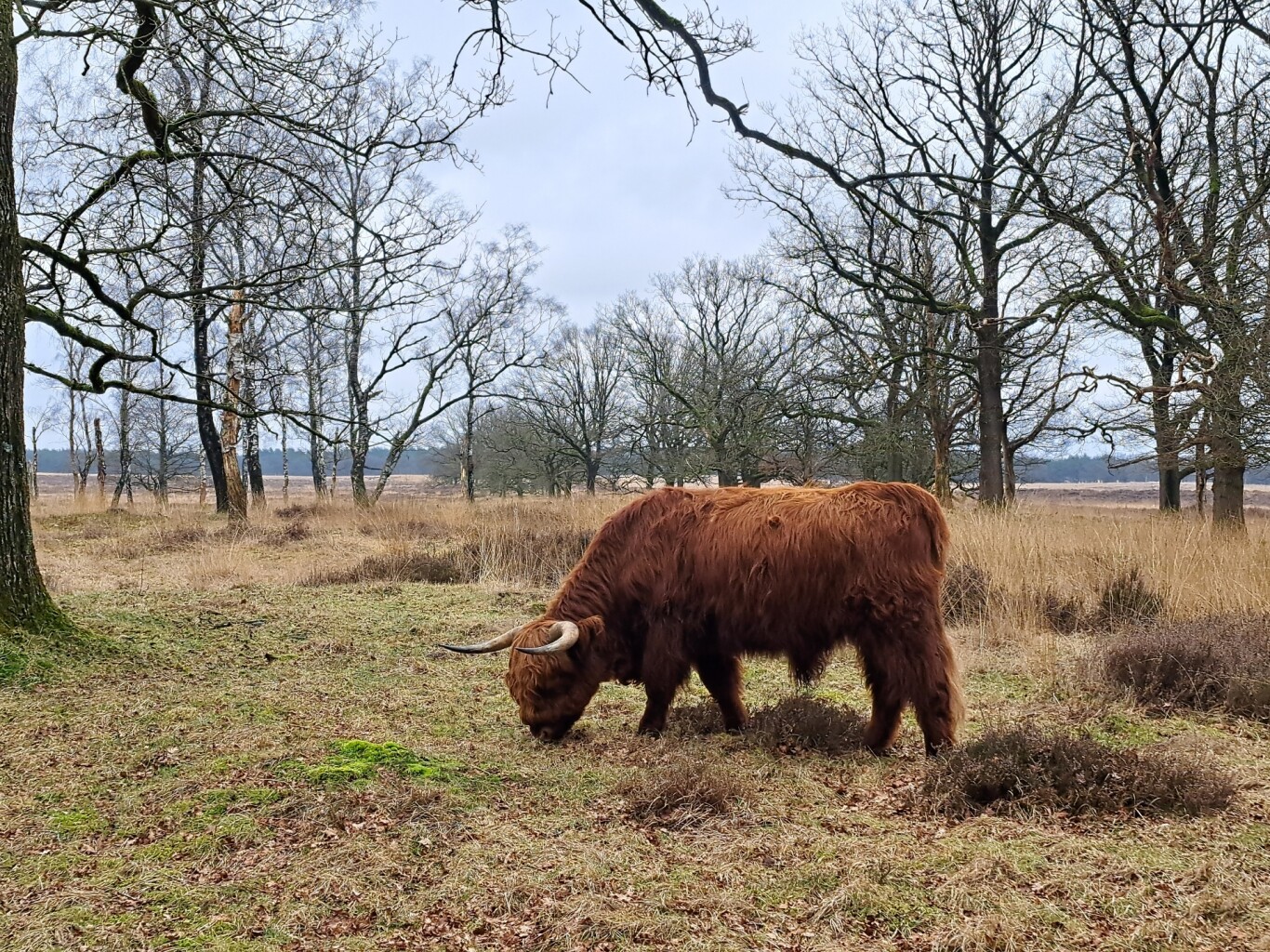 Wandelroute Deelerwoud, Veluwe