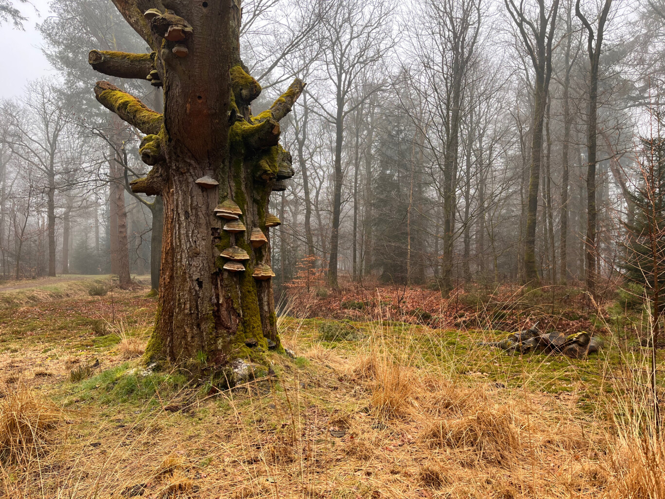 Oldeberkoop - Donkerbroek · Stellingenpad etappe 9