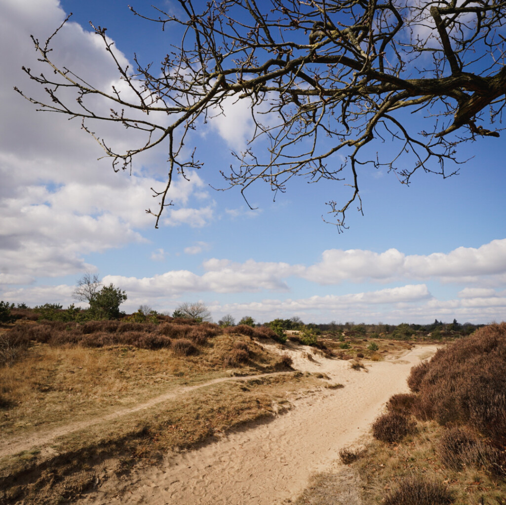 Door de Kale Duinen van het Drents-Friese Wold