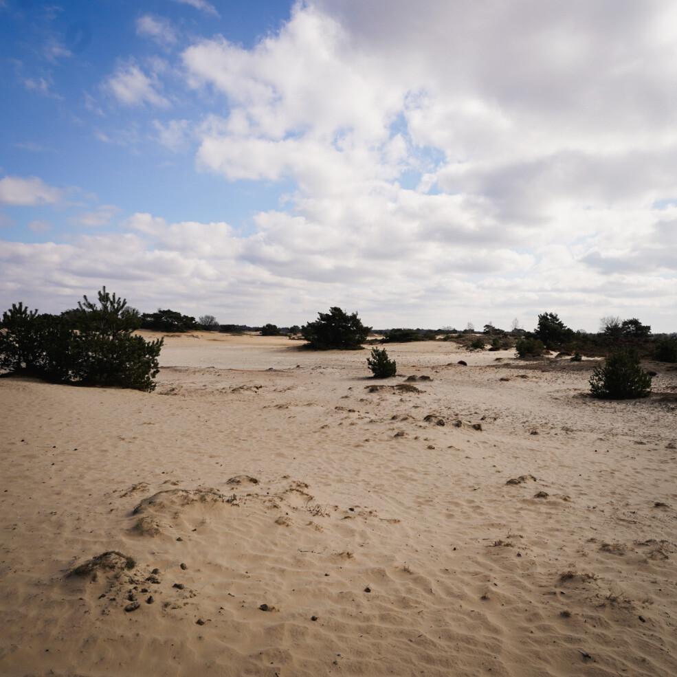 Door de Kale Duinen van het Drents-Friese Wold