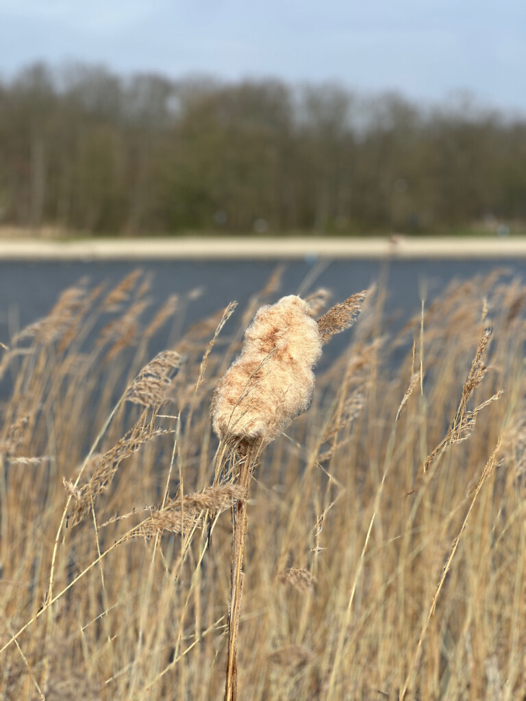 Wormer - Den Ilp · Trekvogelpad etappe 4