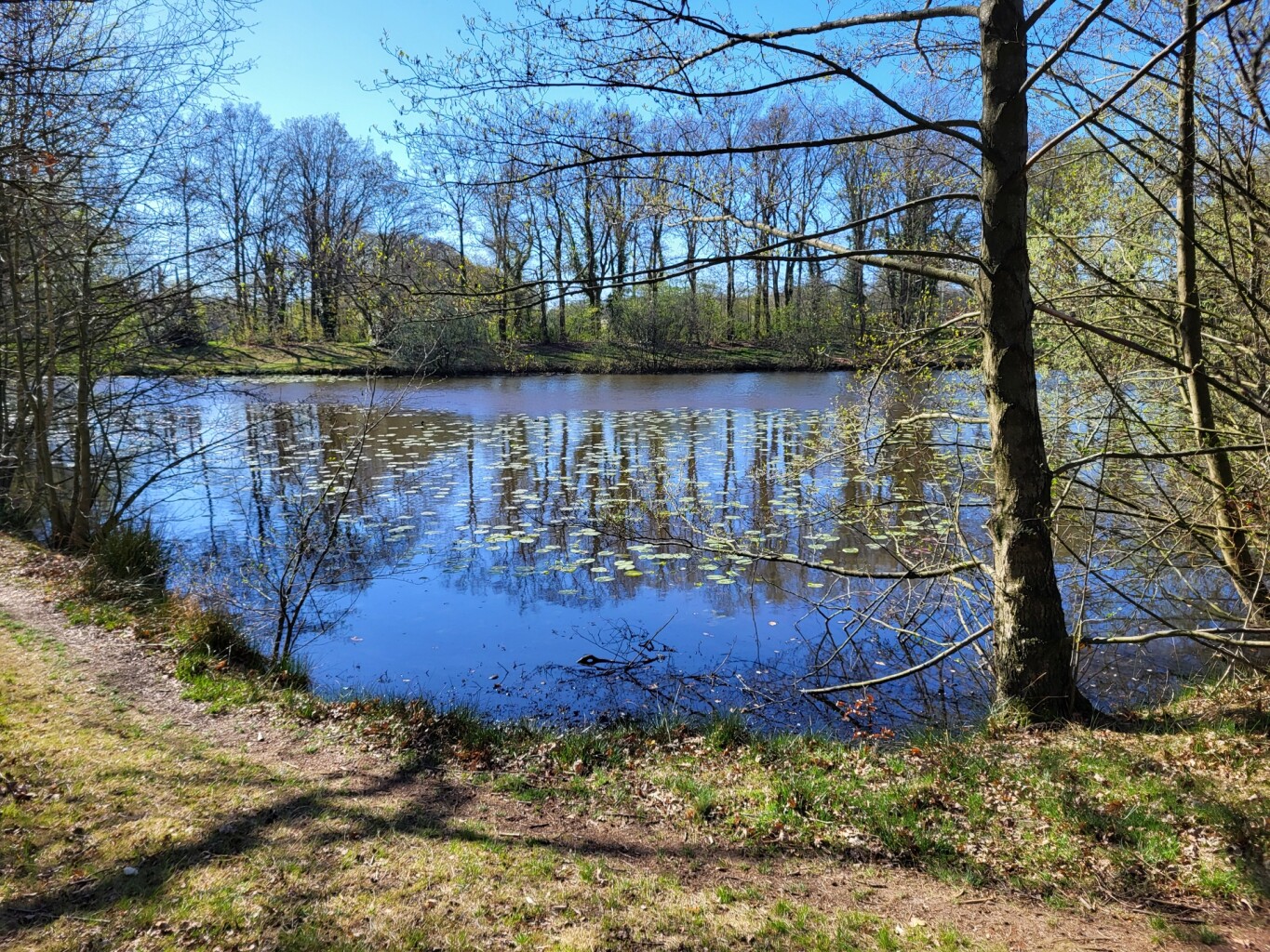 Ledeboerpark - Oranje