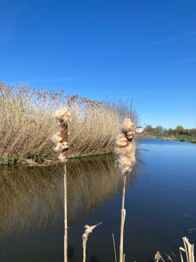Noorden - Rijnsaterwoude · Marskramerpad etappe 17