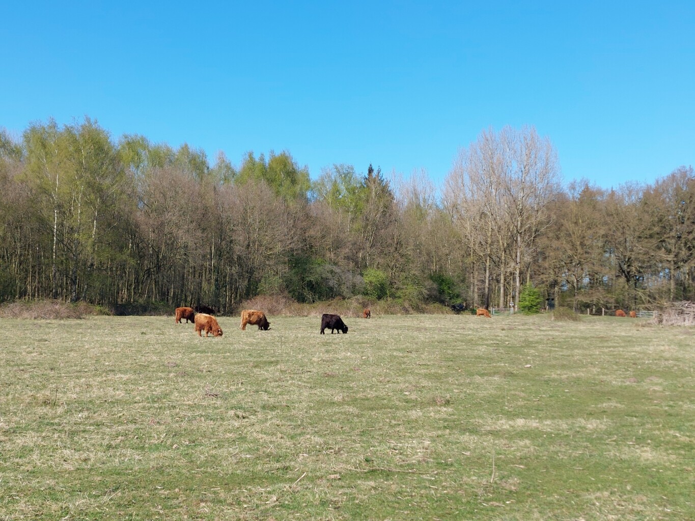 Maas- en Peelliniepad