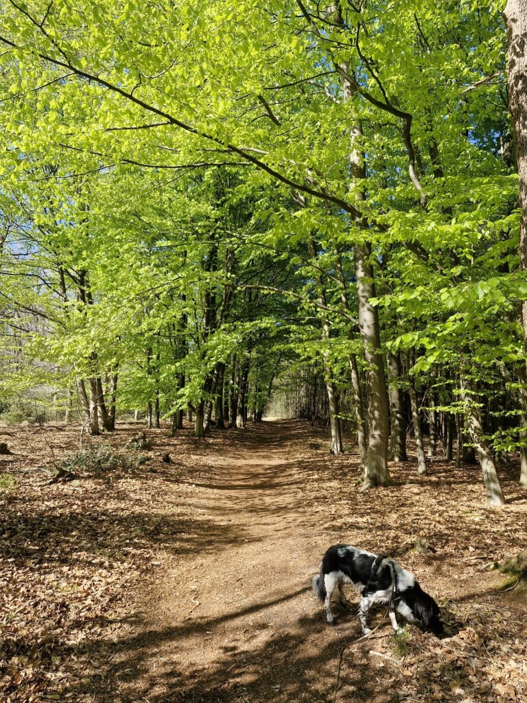 Wandelroute Noordlaarderbos en de Vijftig Bunder, vlakbij de Hondsrug (Drenthe)