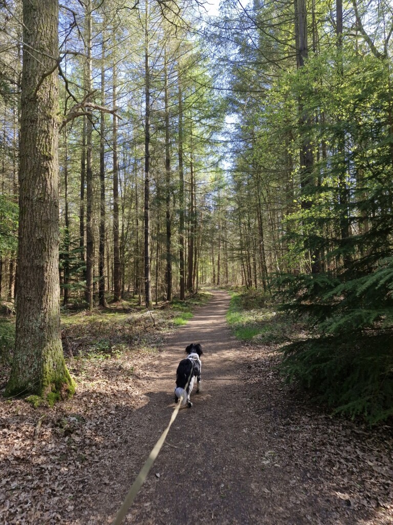Wandelroute Noordlaarderbos en de Vijftig Bunder, vlakbij de Hondsrug (Drenthe)