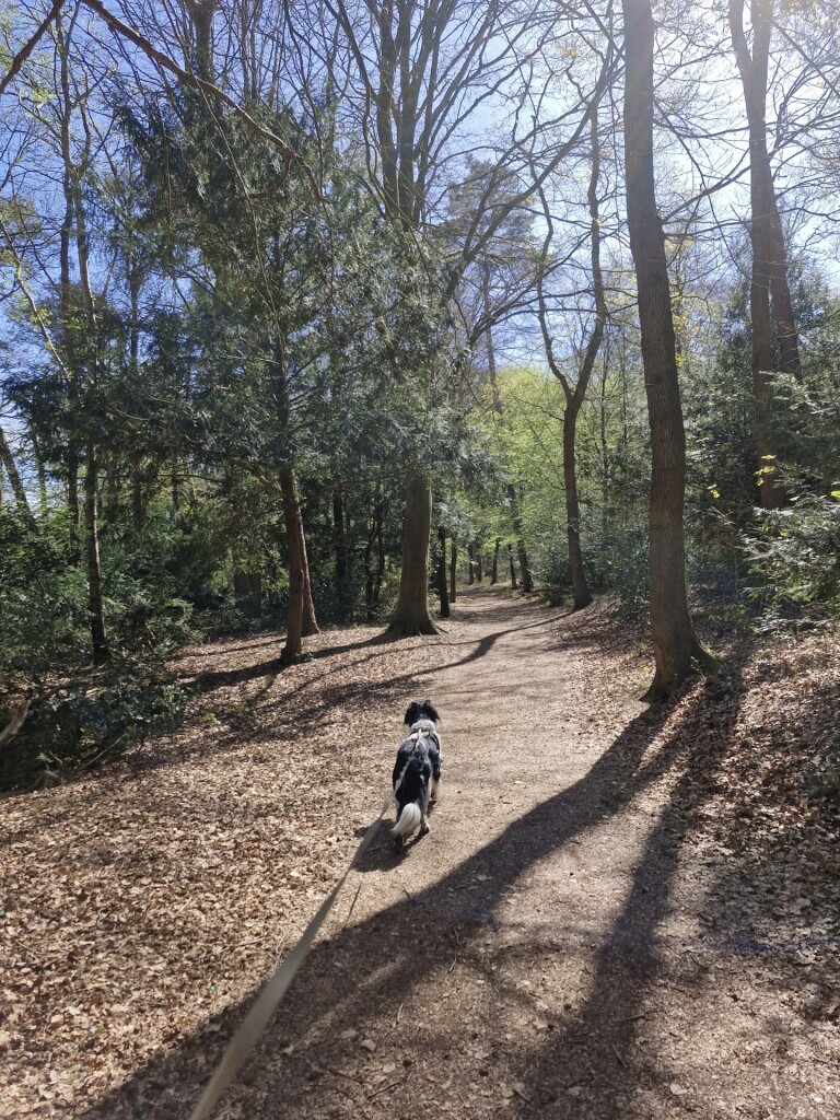 Wandelroute Noordlaarderbos en de Vijftig Bunder, vlakbij de Hondsrug (Drenthe)