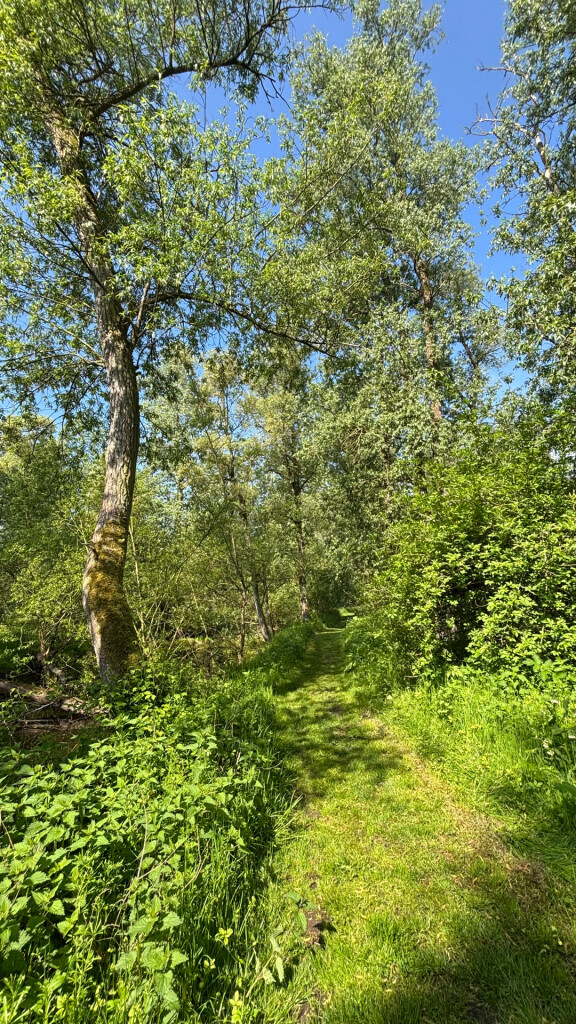 Rondwandeling (Oeverlanden - Hollands Diep) · Biesboschpad etappe 13