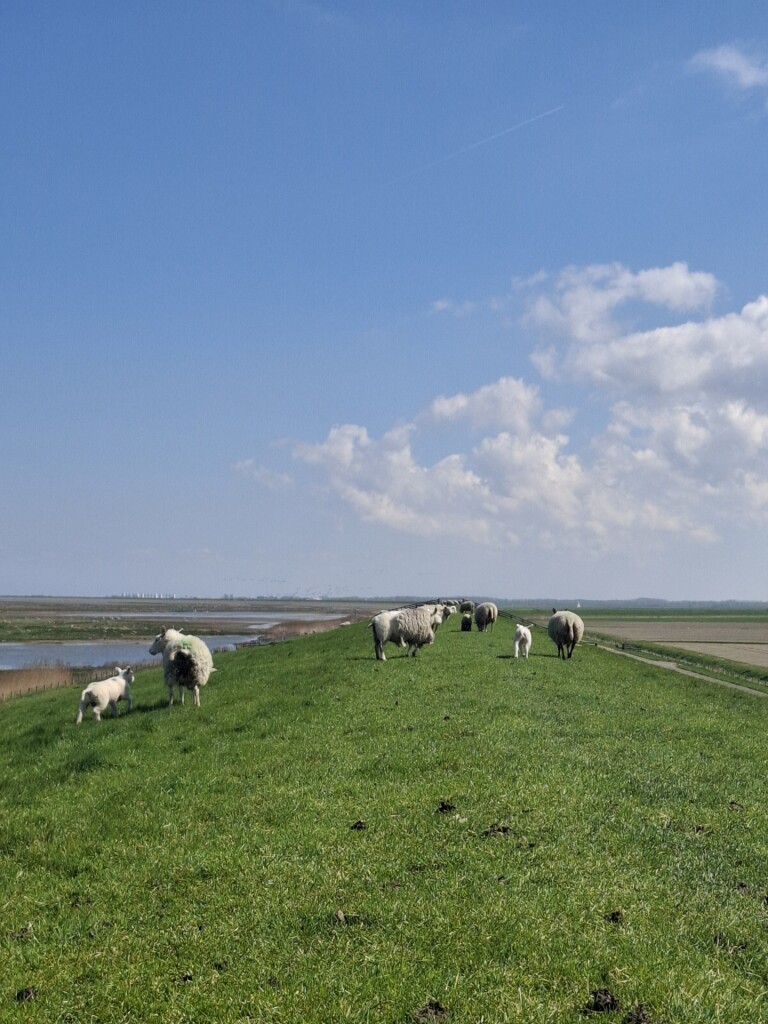 Ternaard - Lauwersoog · Nederlands Kustpad 3 etappe 8