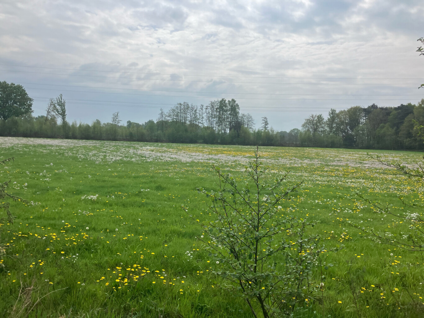 Station Nijkerk - Station Putten · Westerborkpad etappe 11