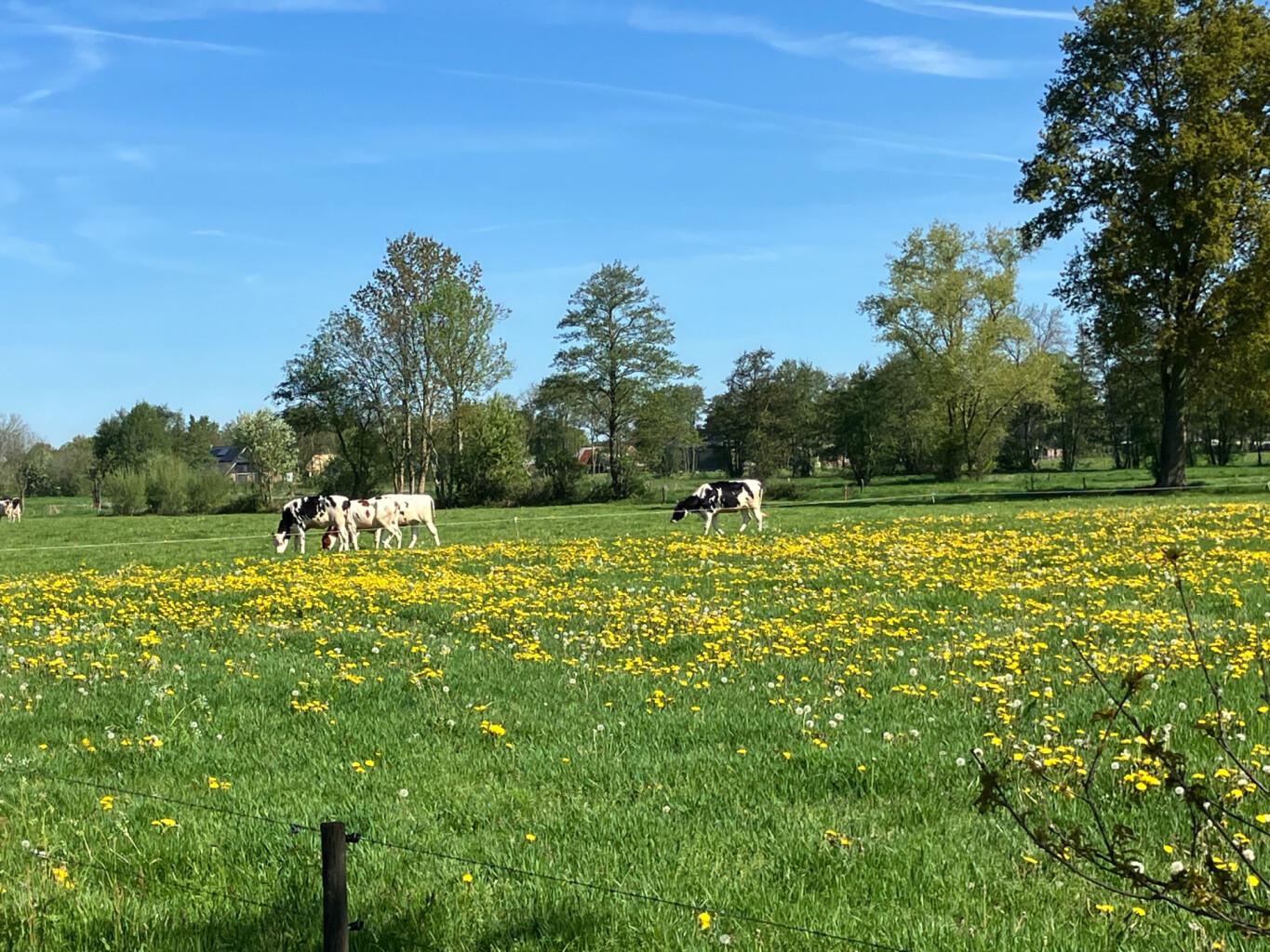 Lichtmis - Staphorst · Westerborkpad etappe 21