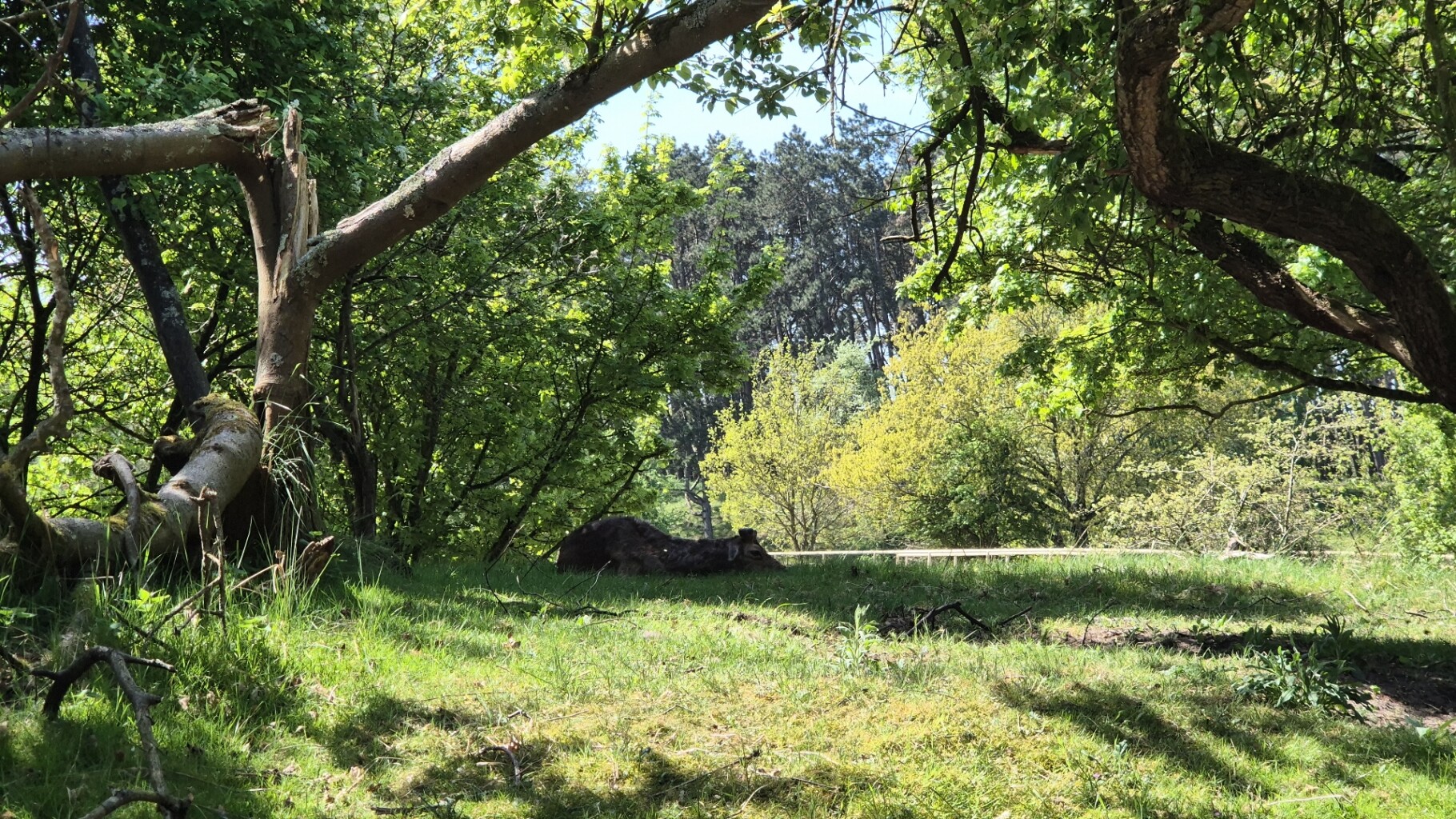 Witte paaltjesroute Zandvoortselaan