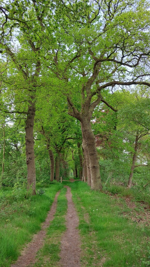 Kolham - Glimmen · Roots Natuurpad etappe 3