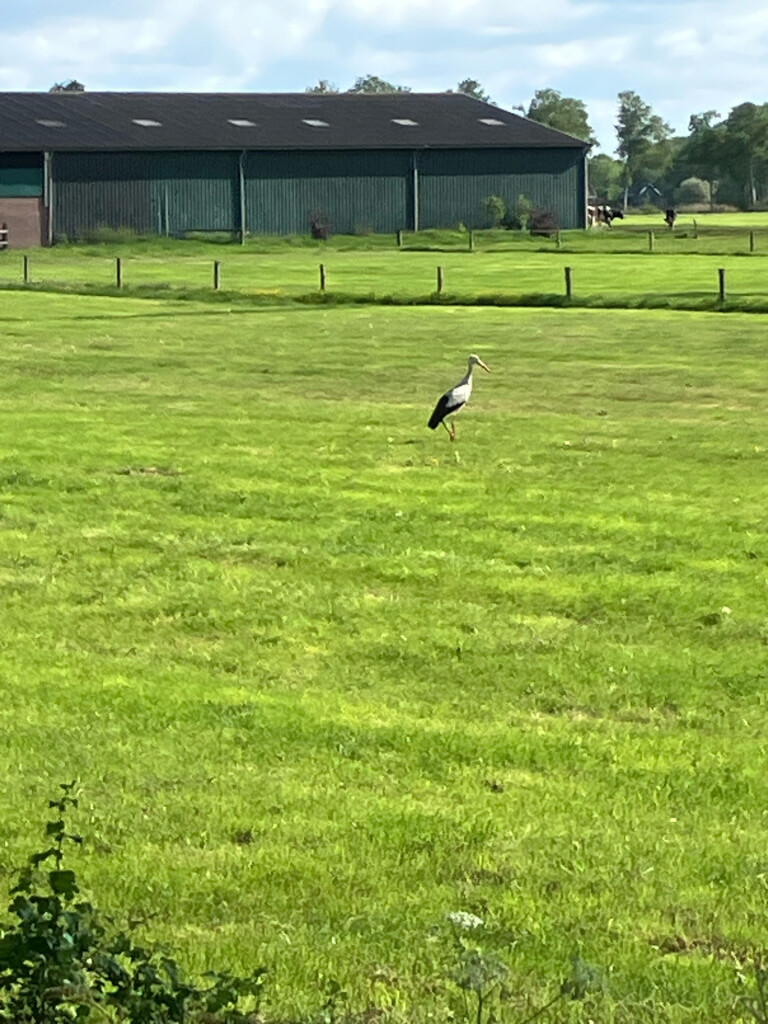 Station Hoogeveen - Kremboong · Westerborkpad etappe 25