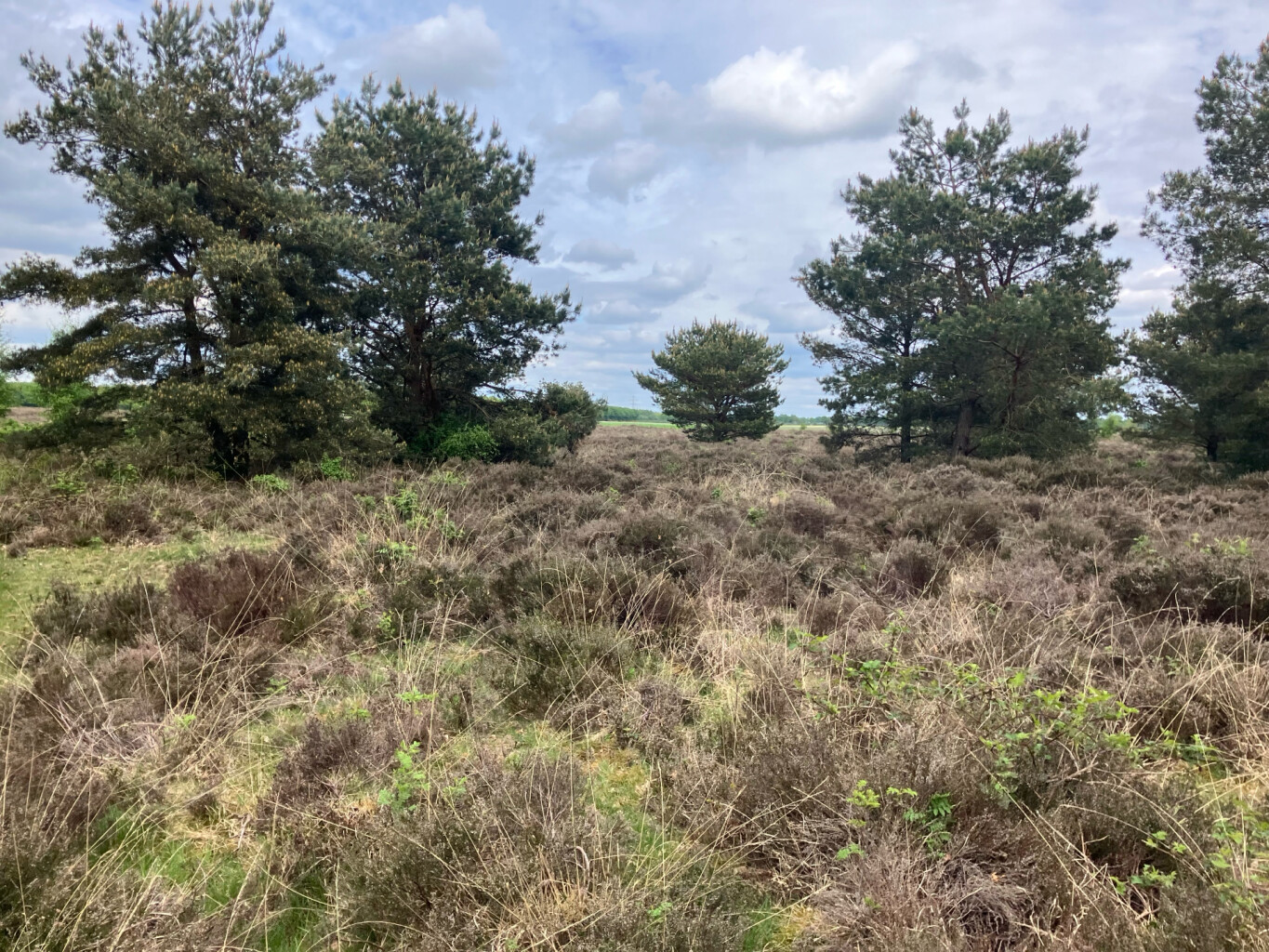 Wijster - Station Beilen · Westerborkpad etappe 27