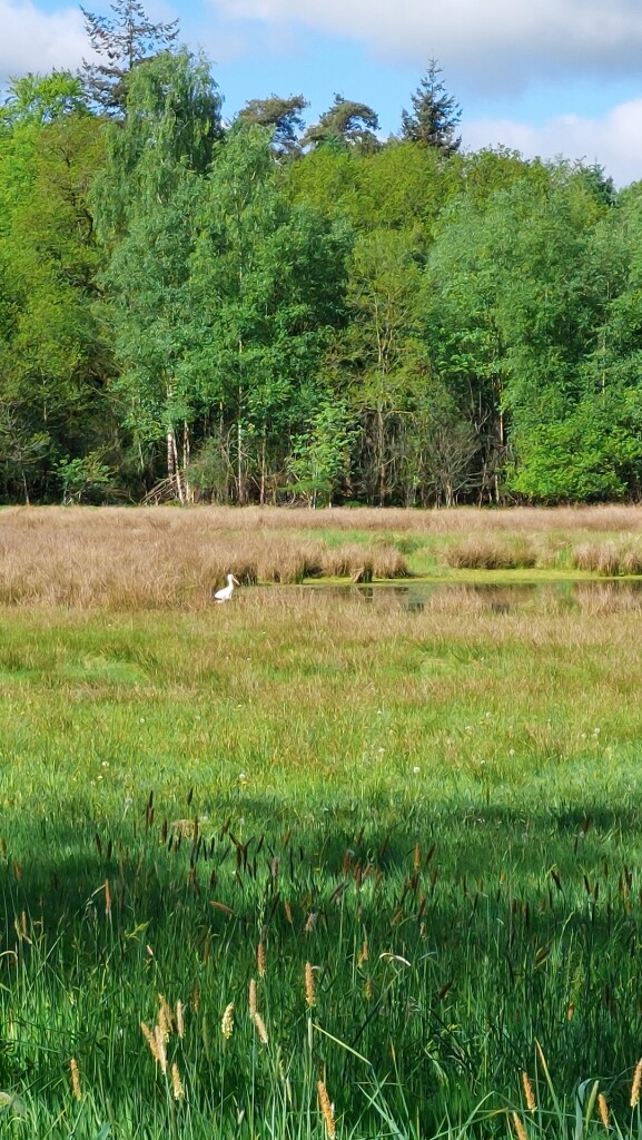 Glimmen - Zuidlaren · Roots Natuurpad etappe 4