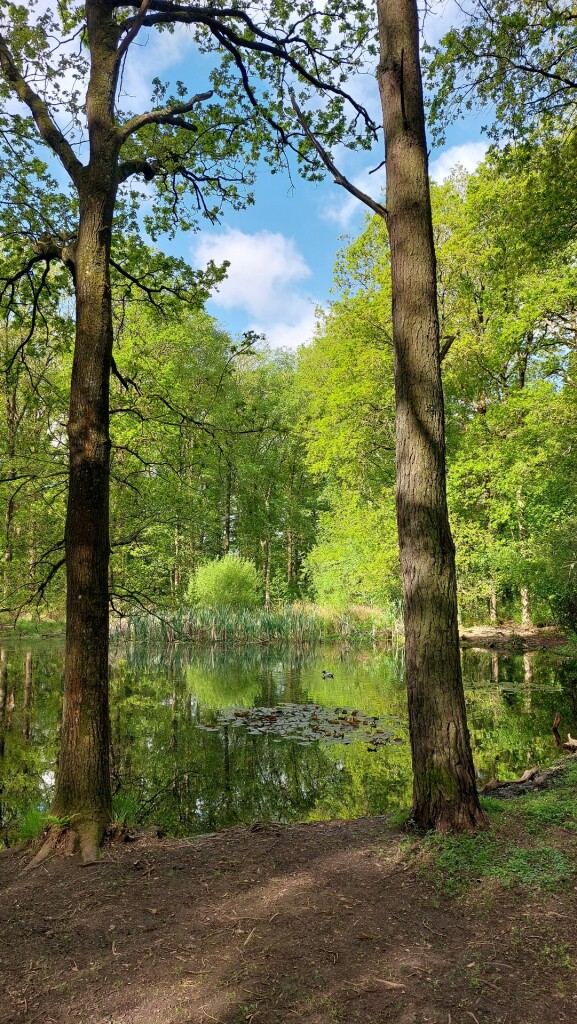Glimmen - Zuidlaren · Roots Natuurpad etappe 4