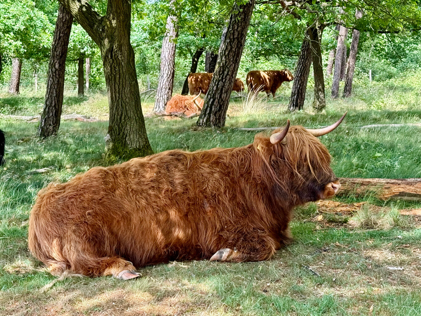 Plasmolen - Milsbeek · Maas-Niederrheinpad etappe 6