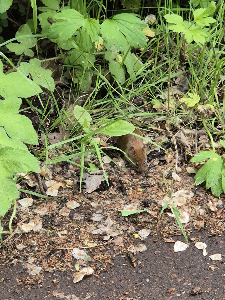 Dommelen - Eindhoven · Dommelpad etappe 3