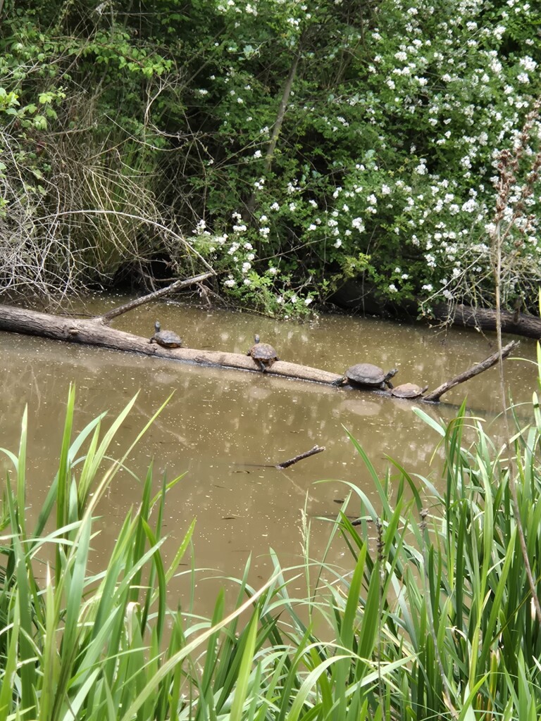 Dommelen - Eindhoven · Dommelpad etappe 3