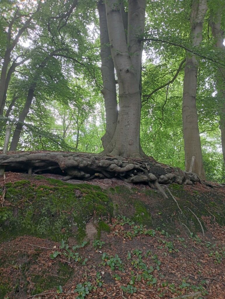 Dalfsen - Ommen · Vechtdalpad etappe 2