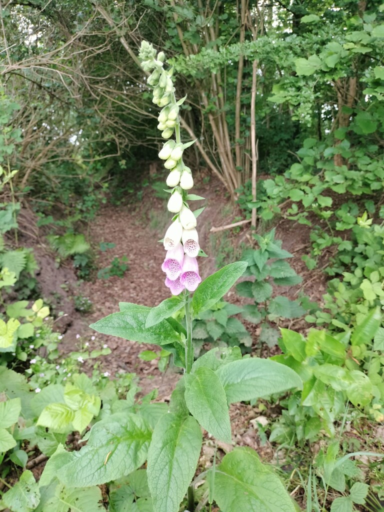 Zwollings · Klaverblad Sleen etappe 1