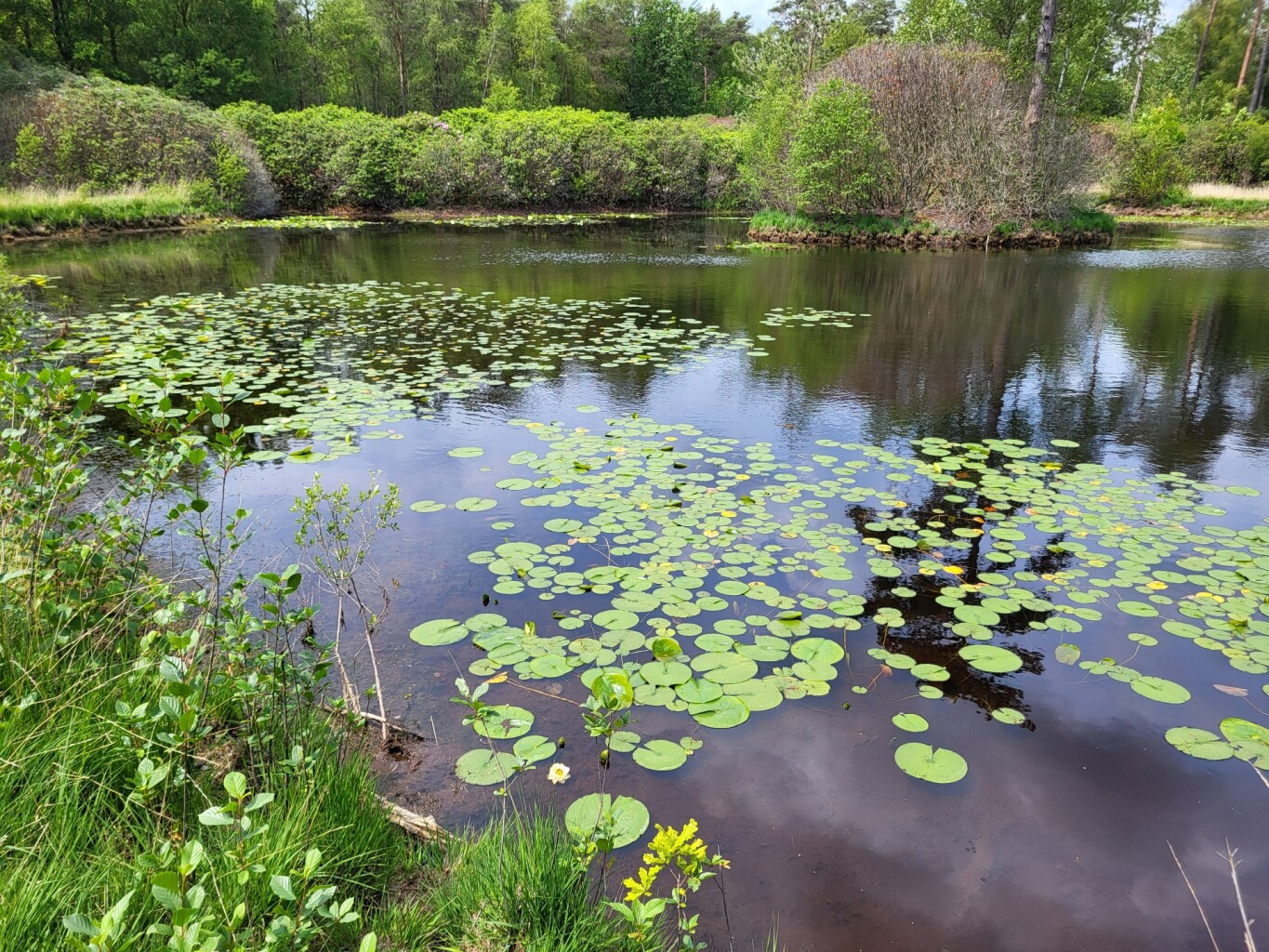lochemse Camino etappe 1 · De Lochemse Camino etappe 1