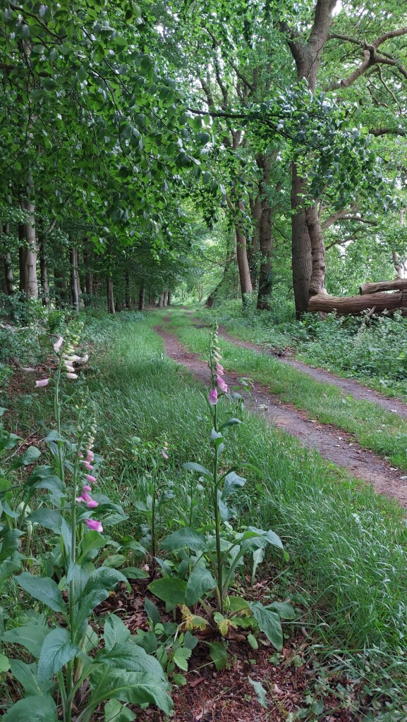 Rolde - Papenvoort · Roots Natuurpad etappe 6