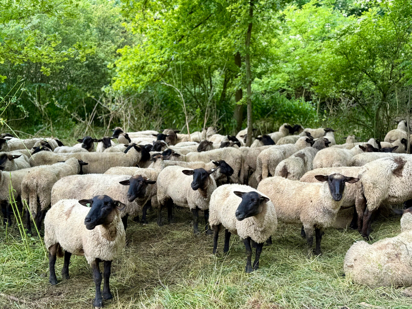 Schin op Geul - Maastricht, Vrijthof · Pelgrimspad etappe 25